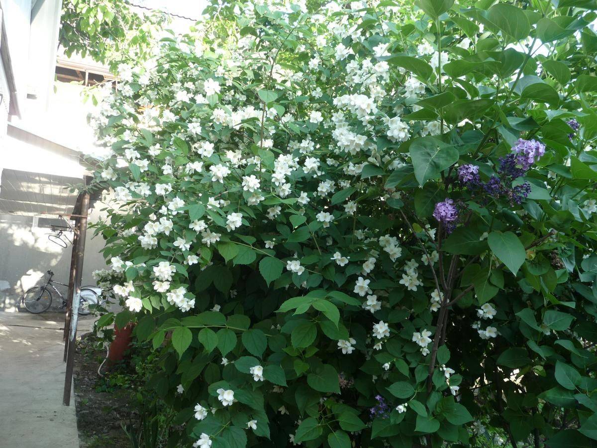 Фото Гостевого дома Гостевой дом Мария Цандрыпш 42